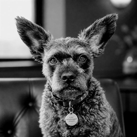 Skip, a grey terrier, seated in a leather chair.